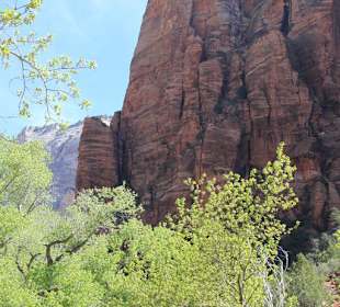 Im Zion Nationalpark