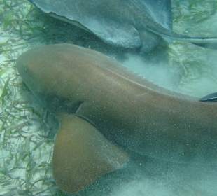 Schnorchelausflug (Shark-Ray-Allay)