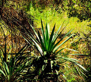 Kleine Palmen im Gebiet