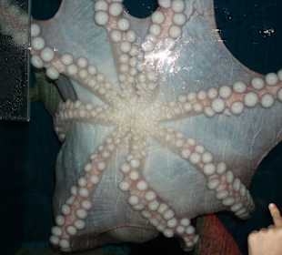 Aquarium