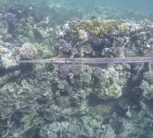 Beim Schnorcheln gesehen