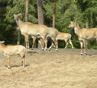 Serengeti Park Hodenhagen