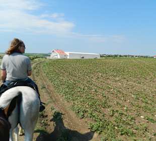 Trail walk on horse (super !)