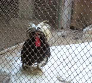 Zoo