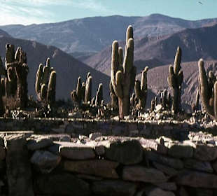 Die Inka-Festung (Pucara) bei Tilcara