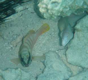 Kleine Muräne in der Badewanne