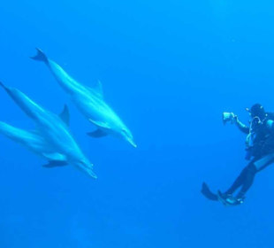 Tauchen mit Delfinen