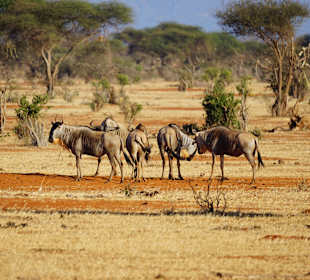 Tsavo East
