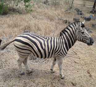 Zebra hautnah