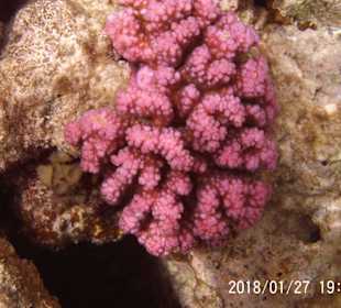 Schnorcheln Marsa Alam