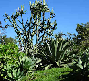 Im Kakteengarten von Mascarin