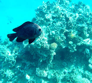 Schnorcheln Makadi Bay