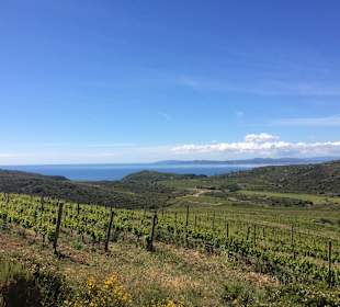 Wandern Roses / Rosas