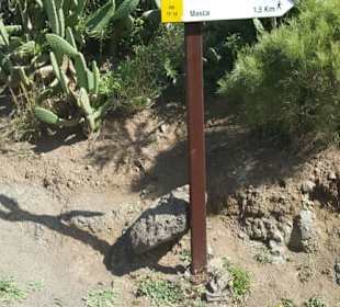 Masca Schlucht in Masca