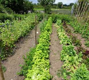 Impressionen aus dem Garten des Bauernmuseums