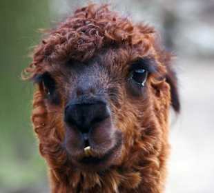 ein sehr fotogenes Model