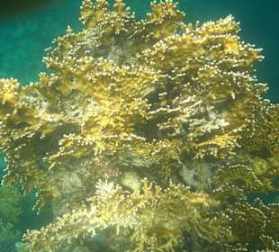 Korallen-Riff