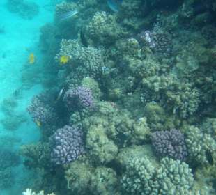 Unterwasserwelt am Hotel Strand