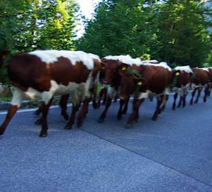 Kommen auch ganz nah