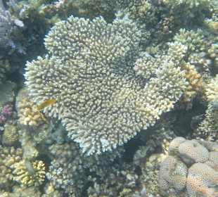 Коралловый куст