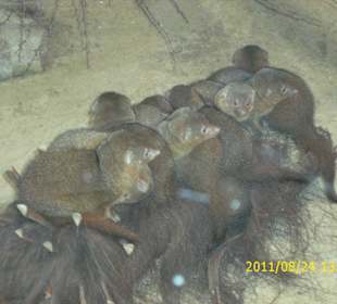 Besuch im Berliner Zoo