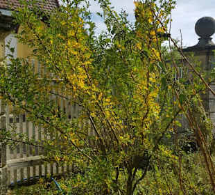 Noch blühender Baum September