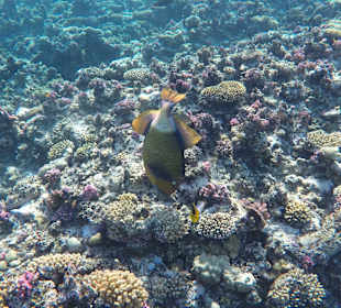 Schnorcheln Marsa Alam