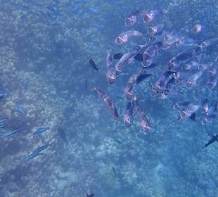 Schnorcheln am Hausriff