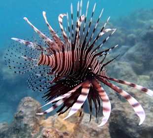 Крылака - Hotel Tropitel Sahl Hasheesh