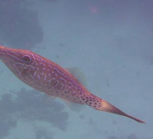 Schnorcheln Marsa Alam