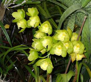 In Pregetter's Orchideengarten