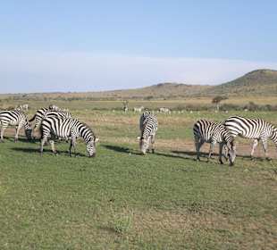 Zebras in der Massai Mara