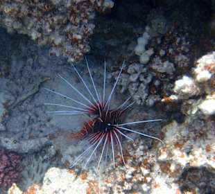 Strahlenrotfeuerfisch