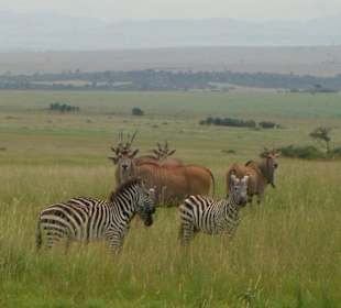 Tiere der Masai Mara