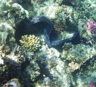 Muräne am Außenriff