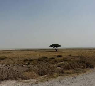 Typisches Landschaftsbild im Etosha
