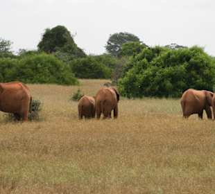 Eindrücke im Tsavo Ost; Elefanten