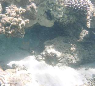 Großer Rochen mit blauen Punkten