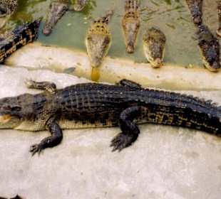 Die Krokodilfarm