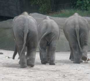 Miss Elefant 2011