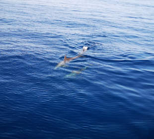 Schnorcheln Hurghada