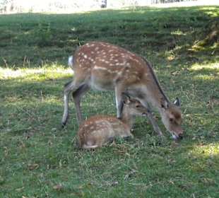 Reh mit Bamby