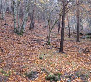 Parque Natural Hayedo de Tejera Negra