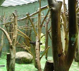 Totenkopfaffen Innen Anlage