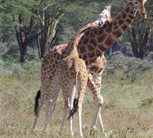Giraffen am Lake Nakuru