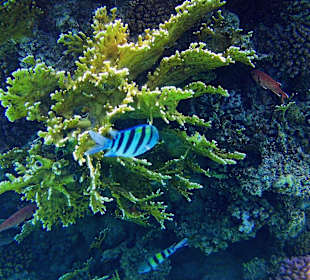 Schnorcheln Marsa Alam