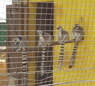 Süße "Faulenzer" im Safari-Zoo