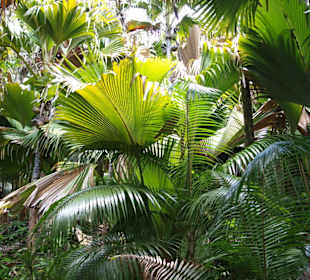 Vallee de Mai