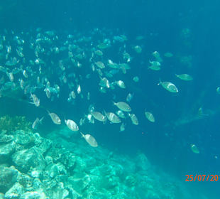 Schnorcheln am Hotelstrand