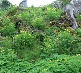 Ruine Burg Kaltenburg